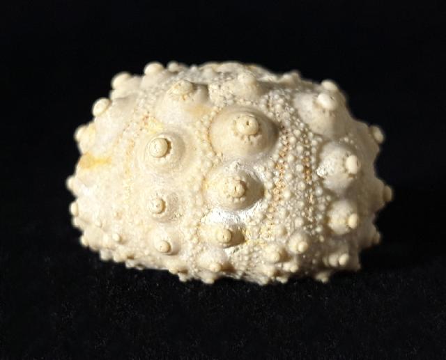 Hemicidaris intermedia (FLEMING 1828) - Bild © FossNet FossilienStore